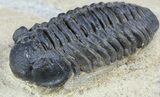 Acastoides Trilobite - Foum Zguid, Morocco #56494-1